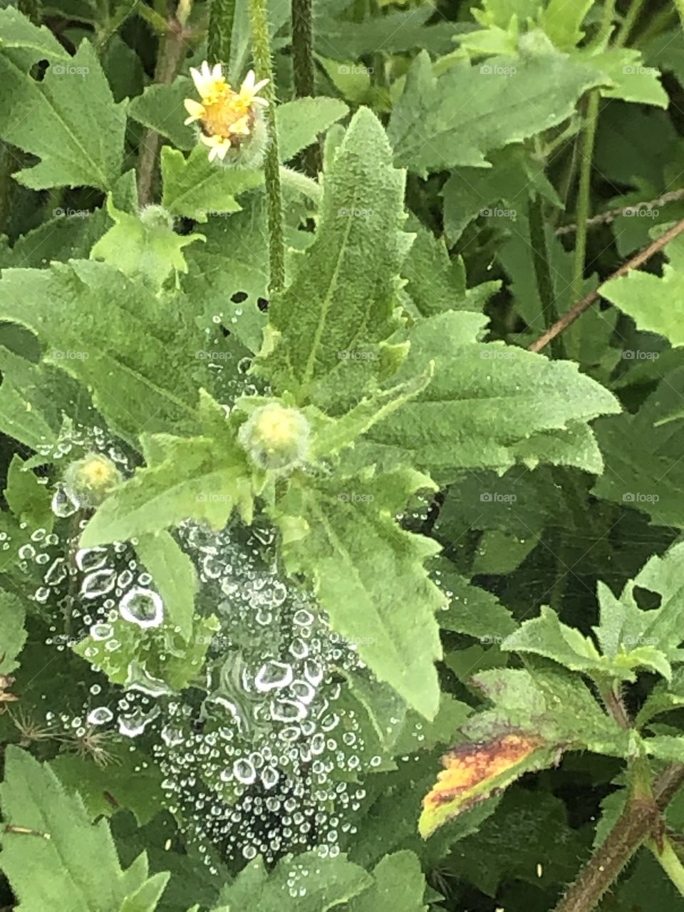 Nature around us, my garden ( Countryside)