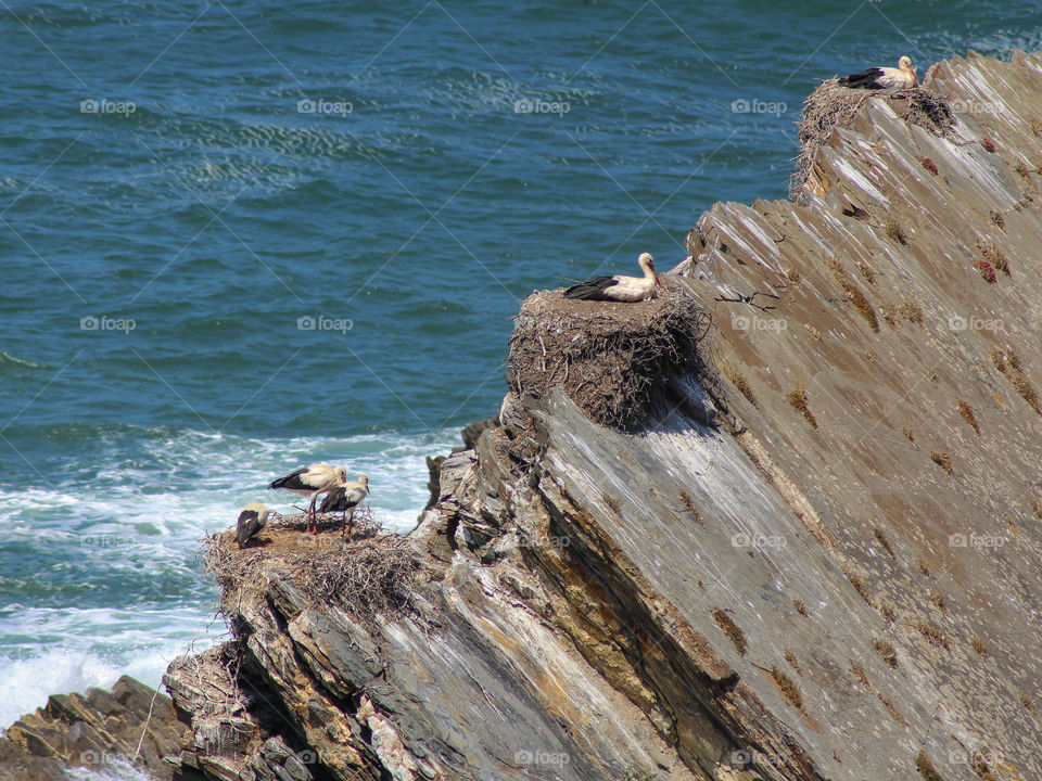 Storks nesting on a cliff
