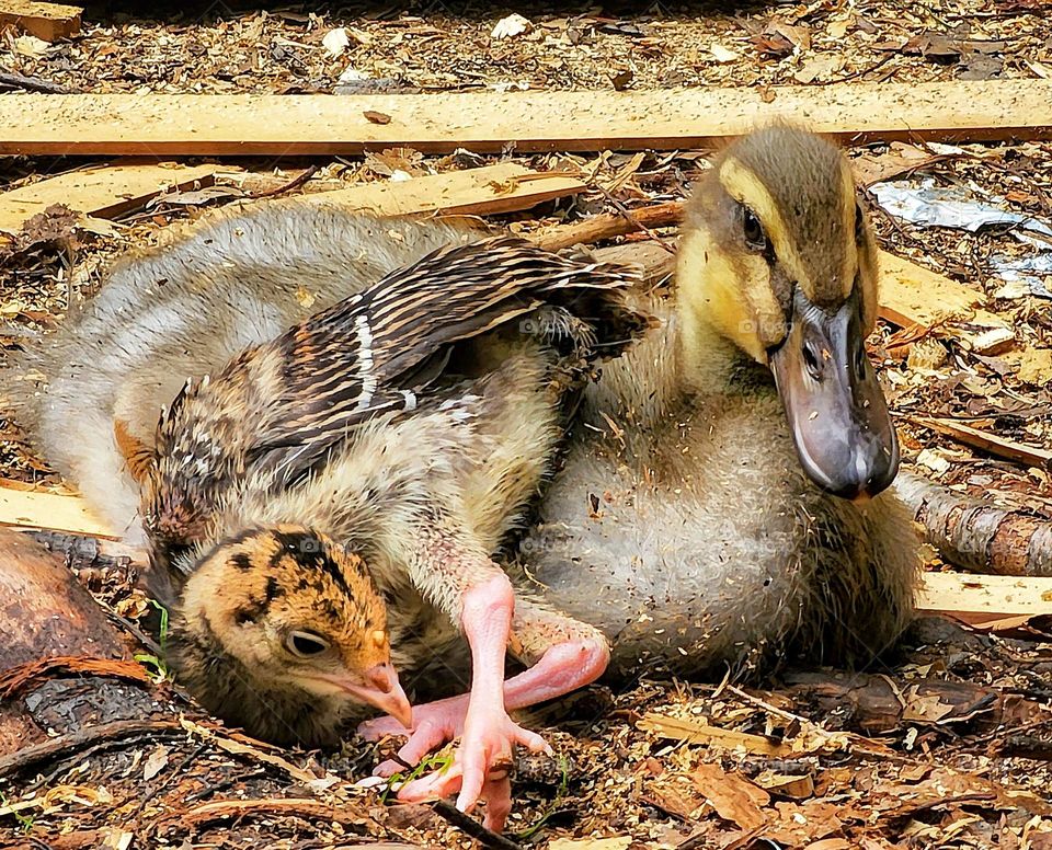 Baby duck and turkey unlikely animal friends!