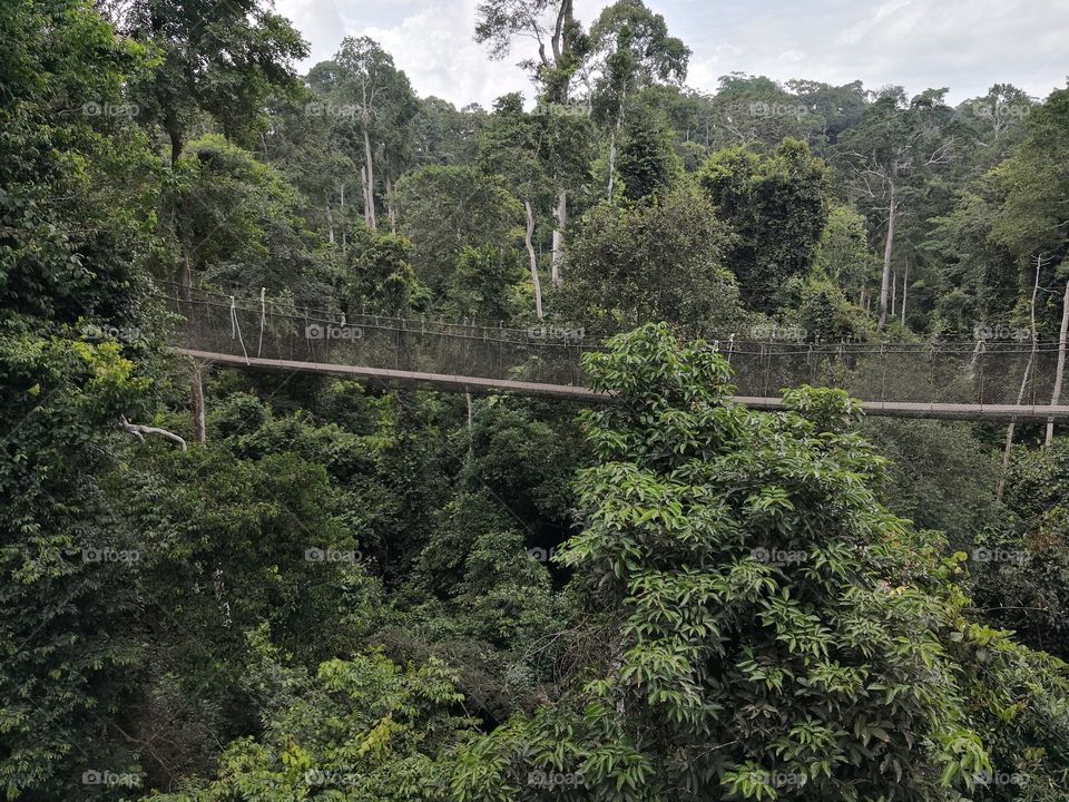 National Rain Forest, Ghana