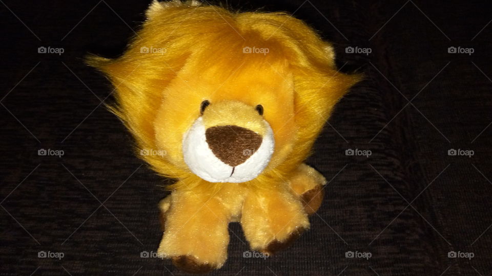 Lion or lion cub?