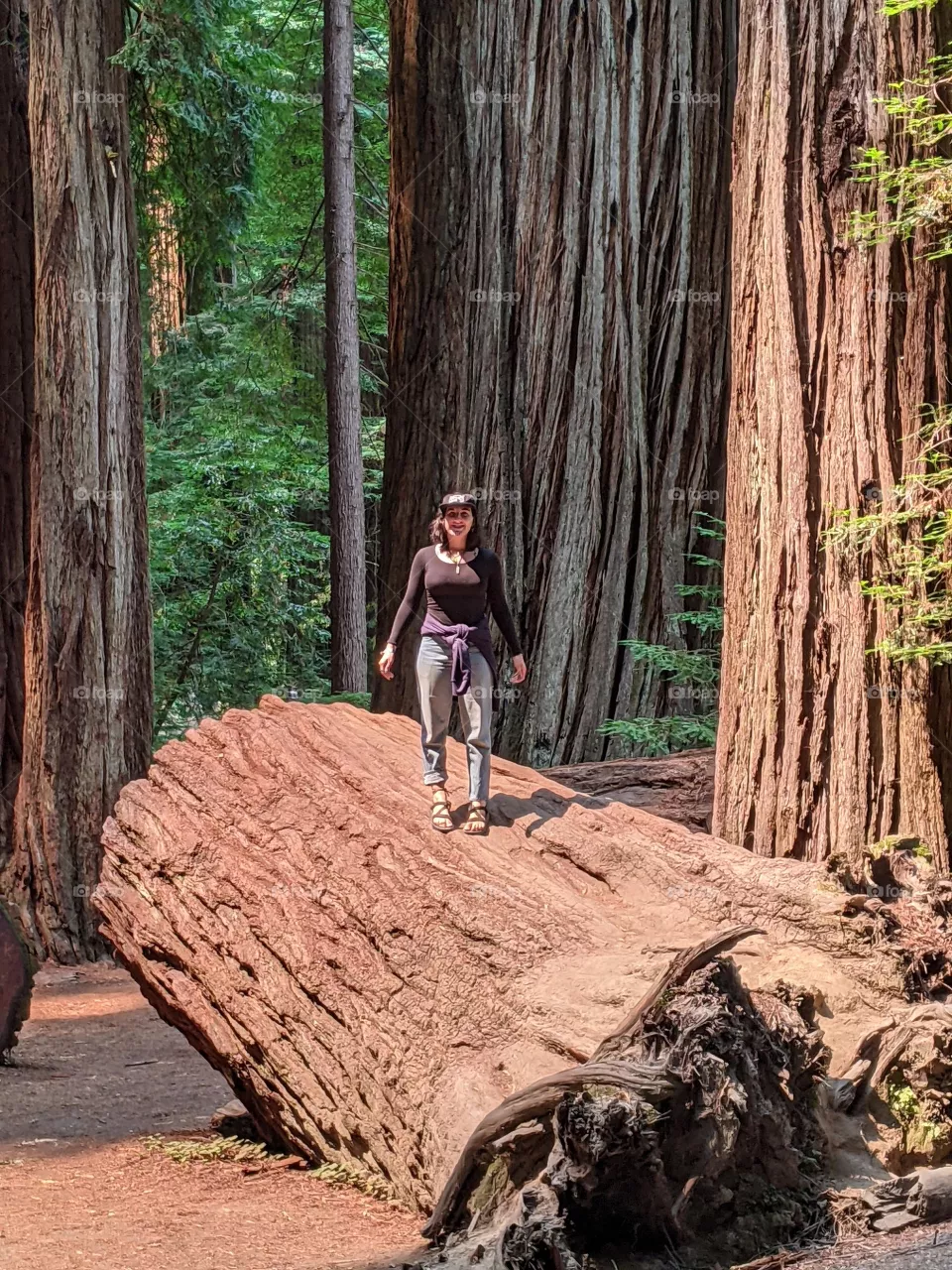 Redwood Forest 