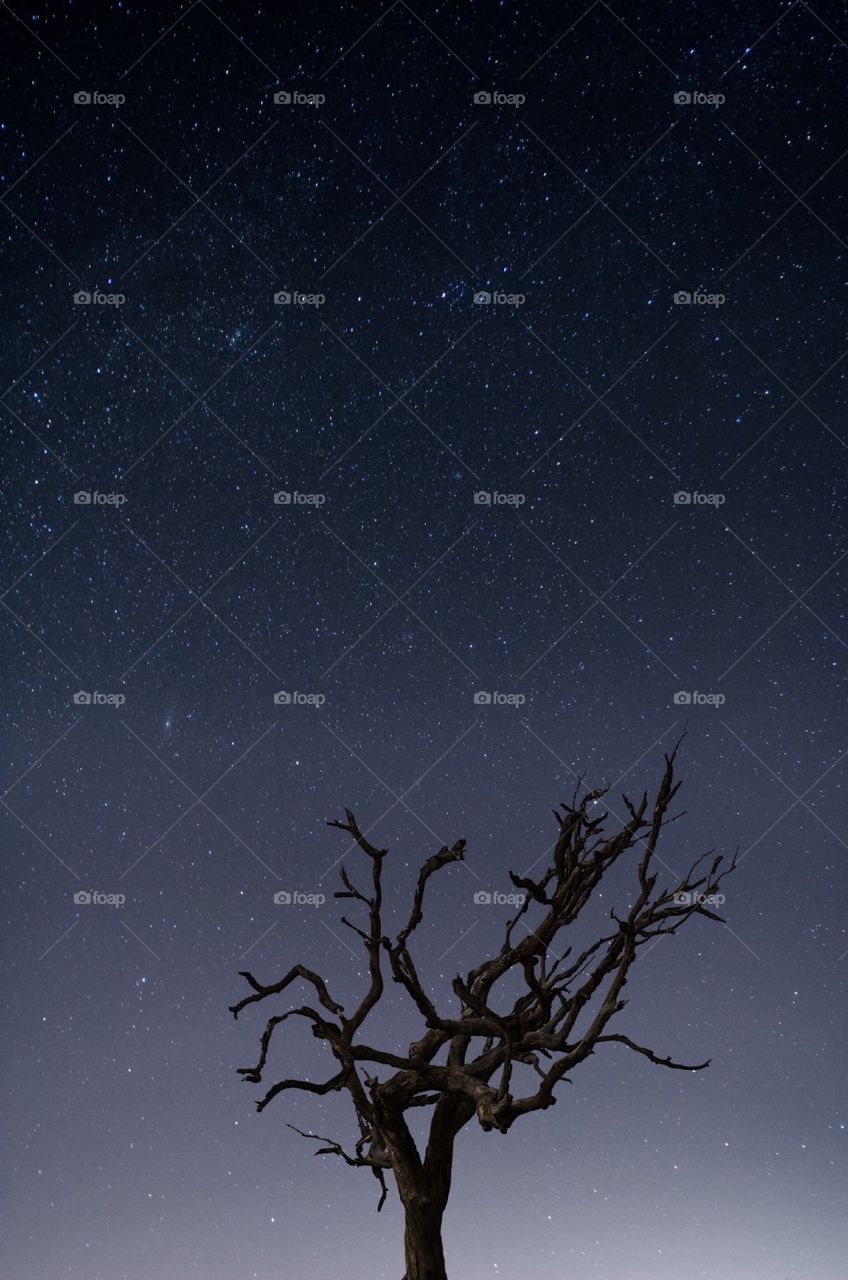 Lone tree and sky full of stars