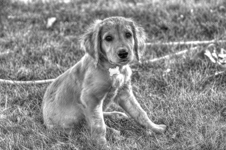 Golden retriever having fun in the summer time.  Playing in the yard.  Dog days.  Happy puppy time.  Cute puppy in the grass.