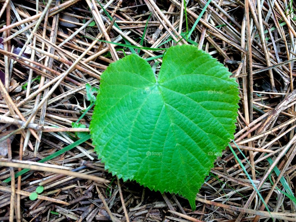 Heart shaped leaf on the groud