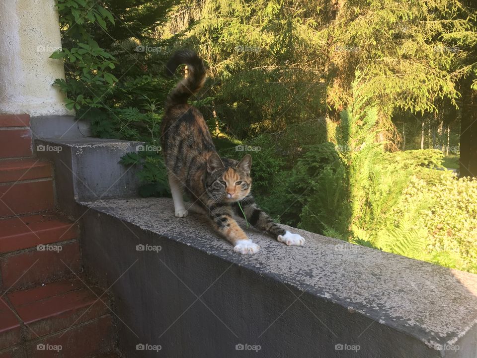 Cat is stretching on a ledge