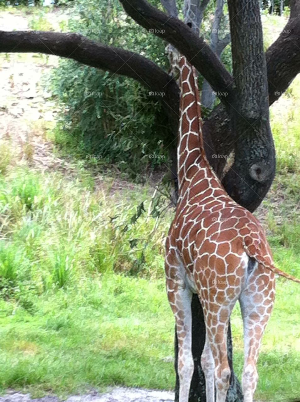 Giraffe . A giraffe standing at a tree