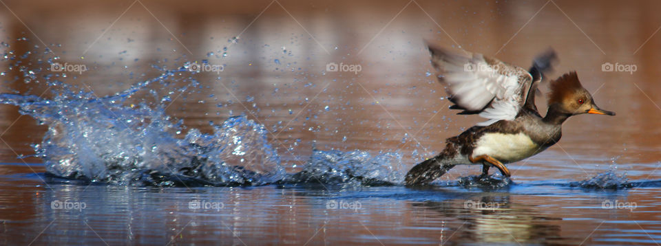 Hooded Merganser Female Duck Taking Flight