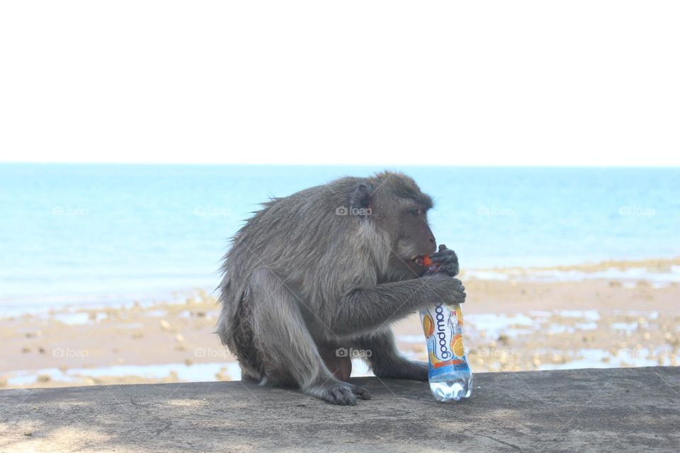 A monkey try to open soft drink botle