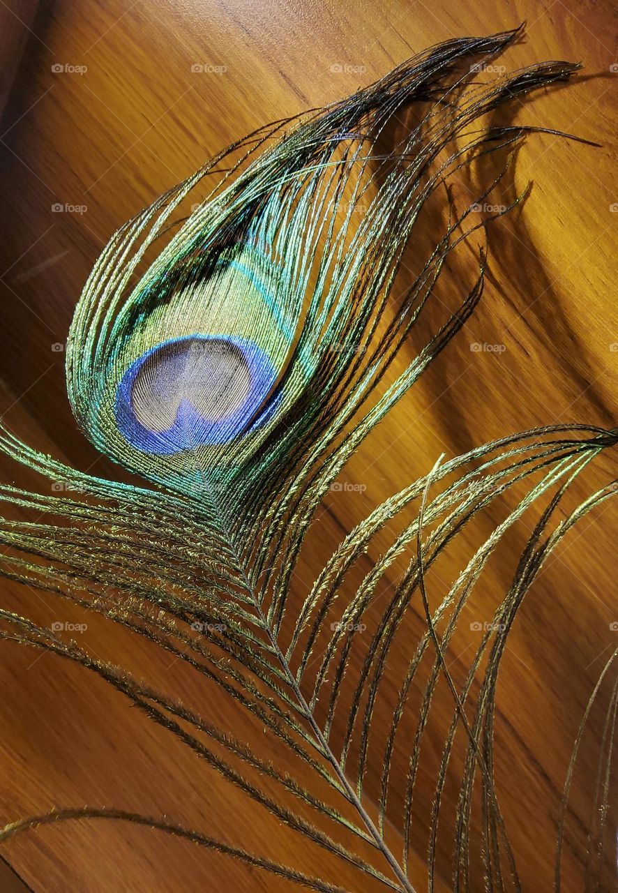 Peacock 🦚 Feather