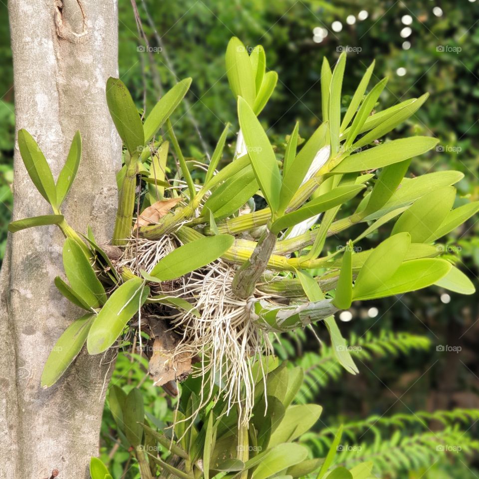 potrait of plant in green
