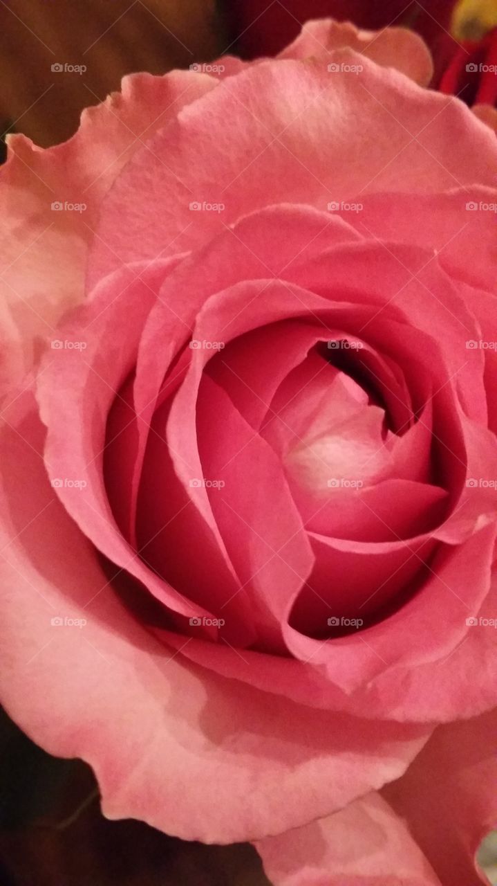 a pink rose of love. i had this rose on the table