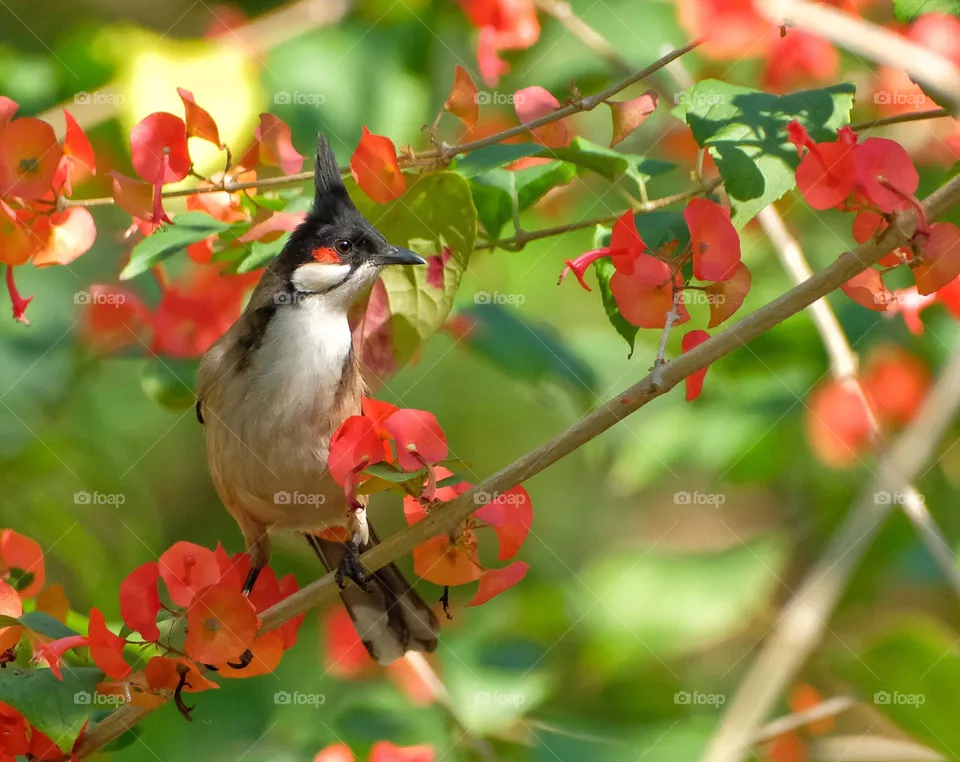 bird with flowers