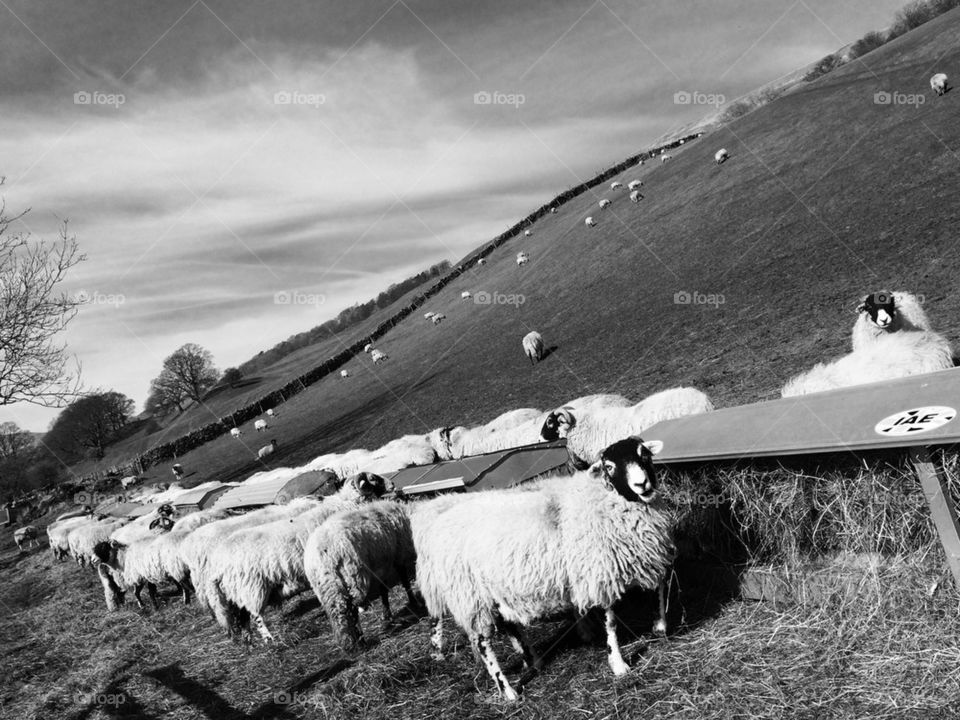 Dinner Time For Ewe