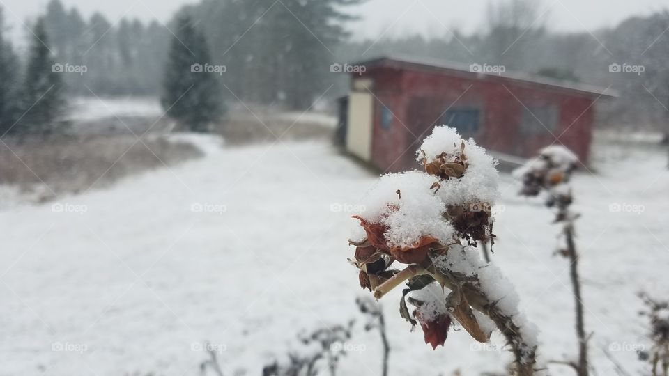 Snow, Winter, Frost, Cold, Frozen