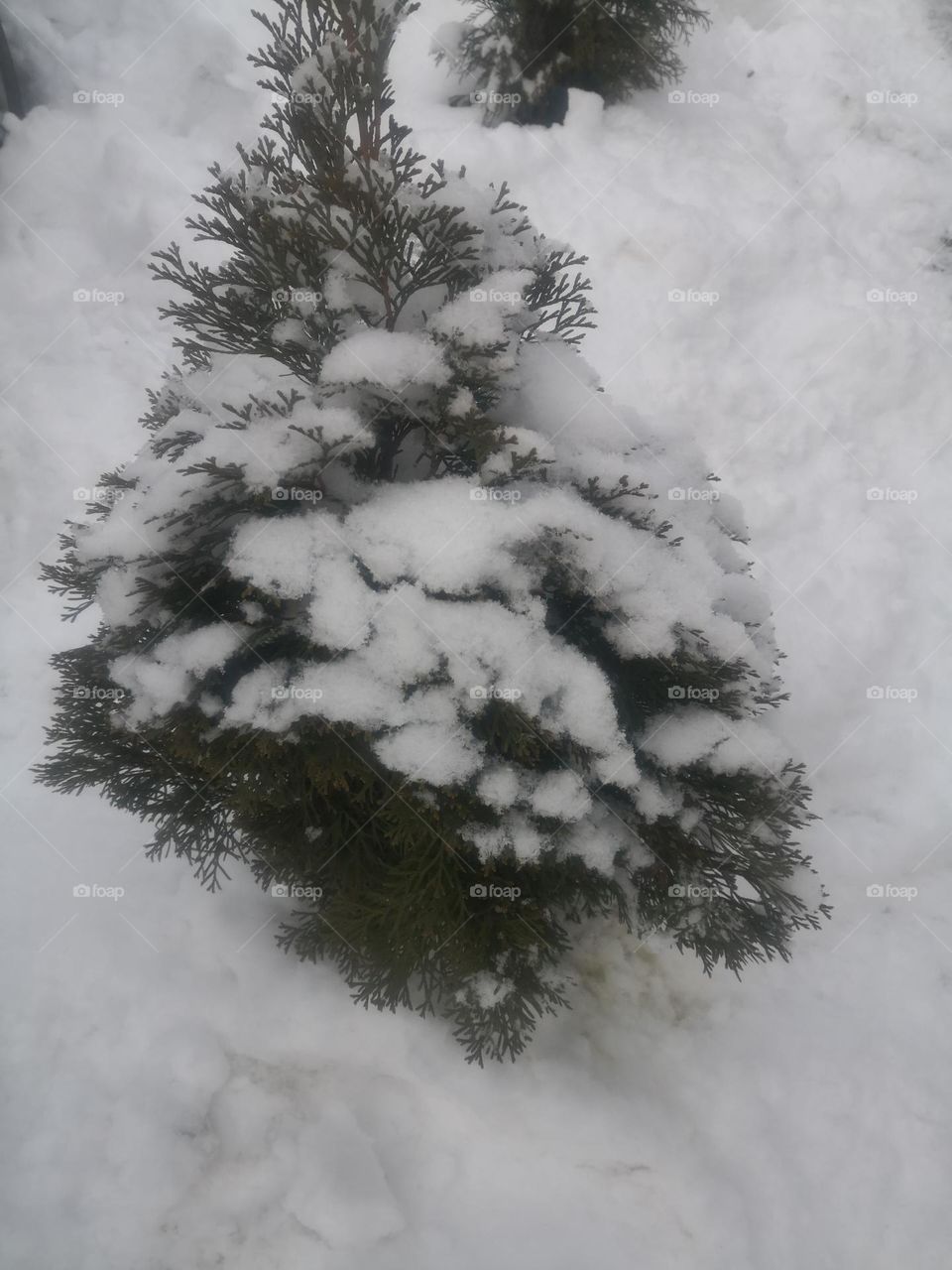 Fir In time winter