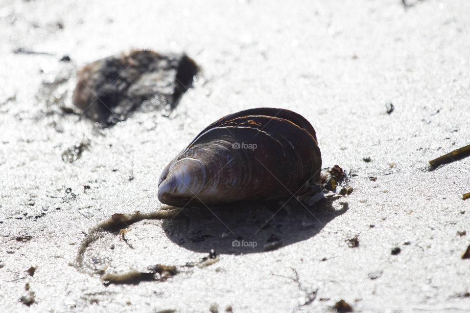 Blue sea shell clam on beach