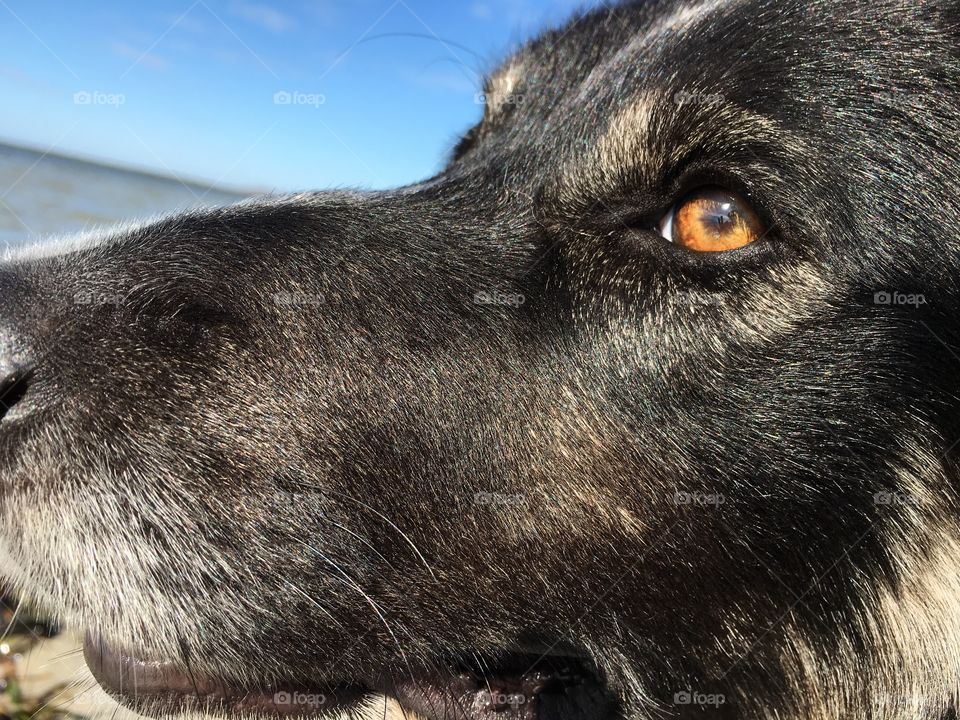 Peter our border collie, closeup profile, at beach