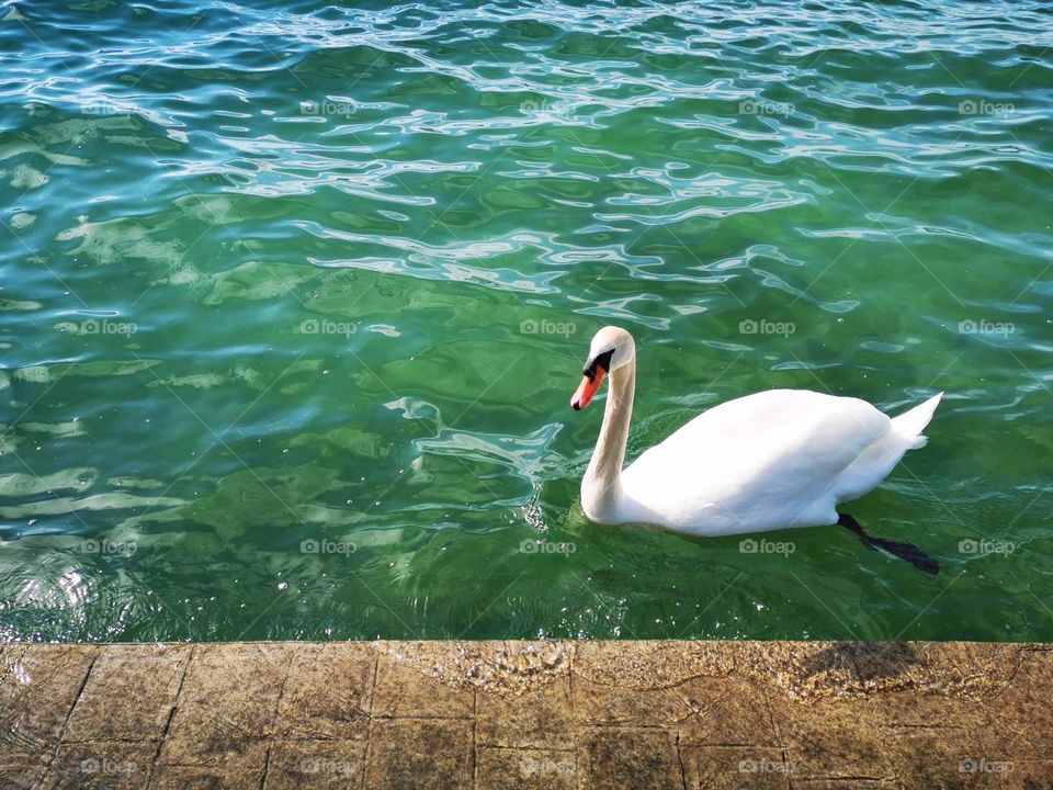 Swan swimming in the sea.