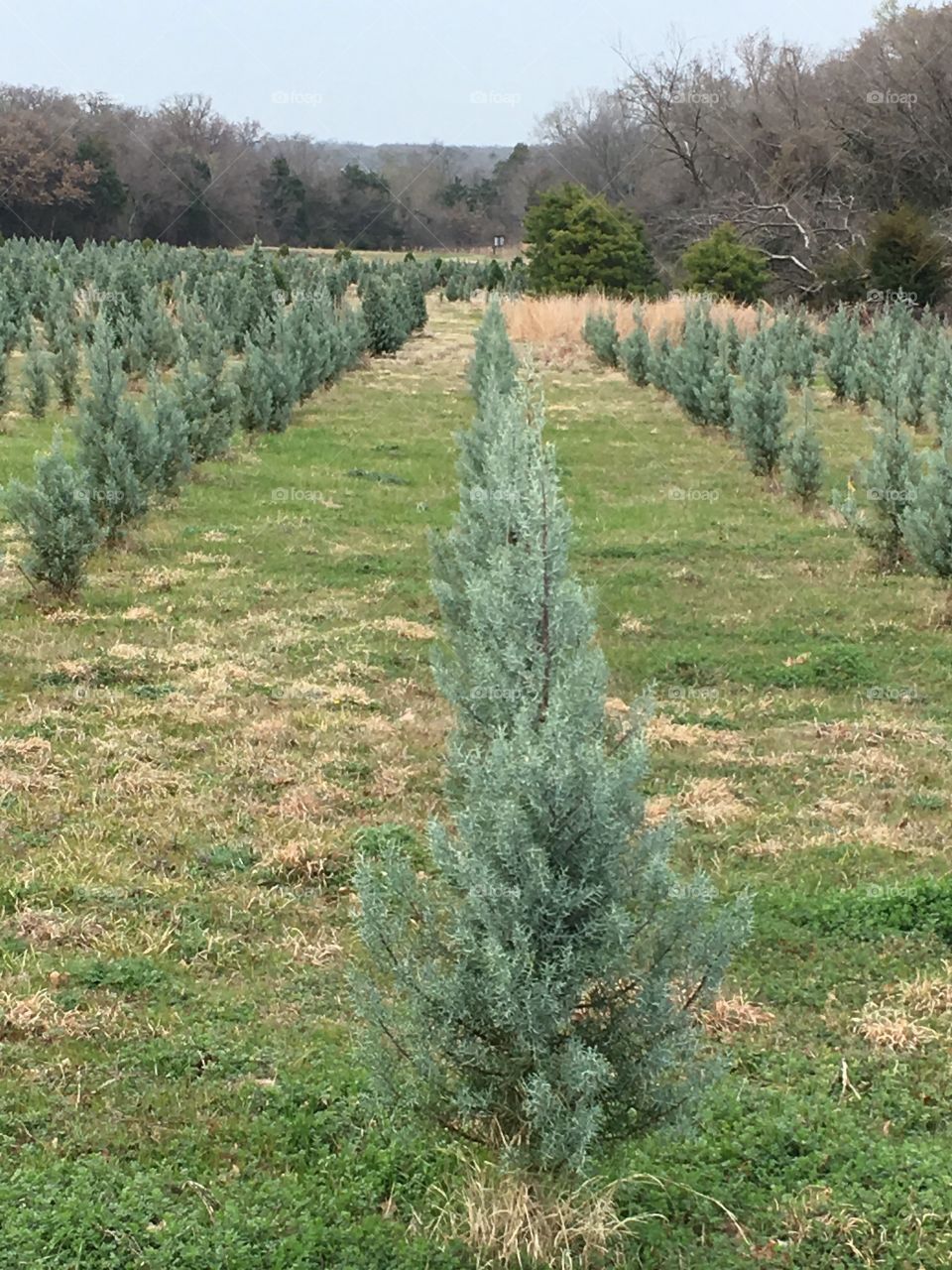Christmas tree farm. 