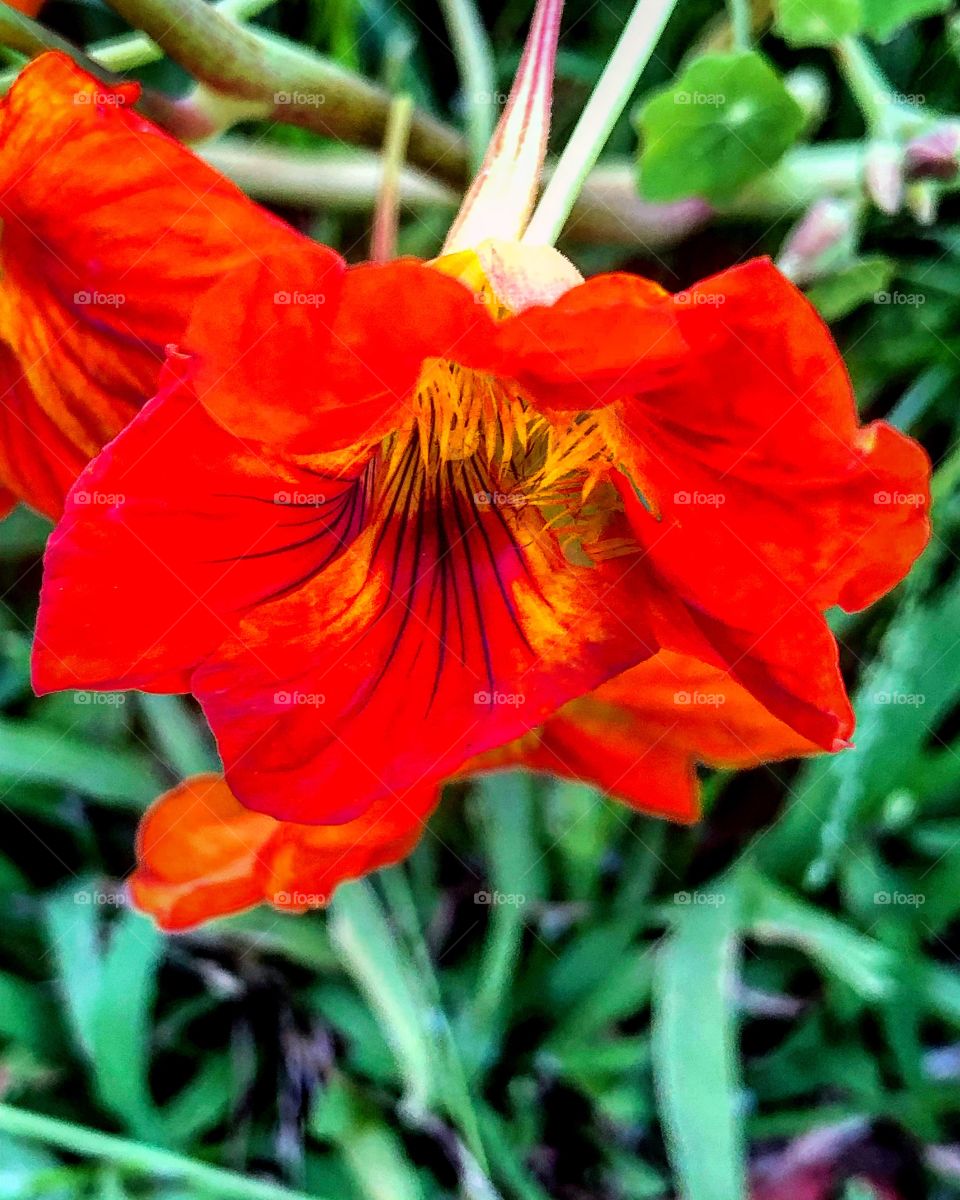Orange nasturtium