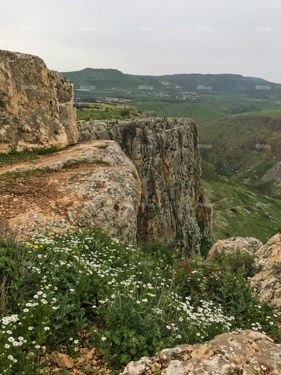 Nature Landscape Wild Flowers in Galilee, Israel. 