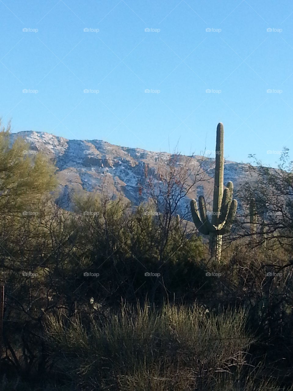 Snow on the Rincon mountains, saguaro national forest east