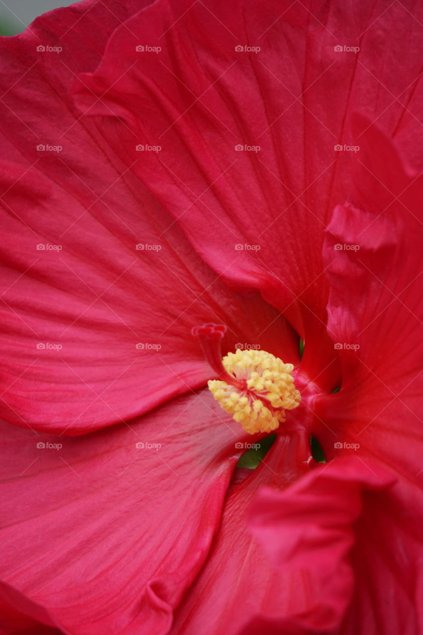 A hibiscus bloom (up-close)