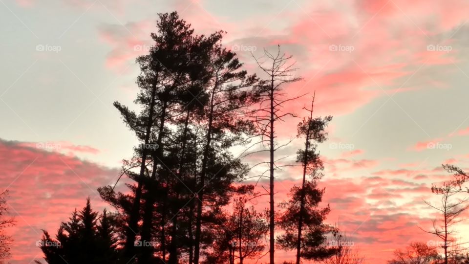 Tree, Nature, Landscape, No Person, Dawn