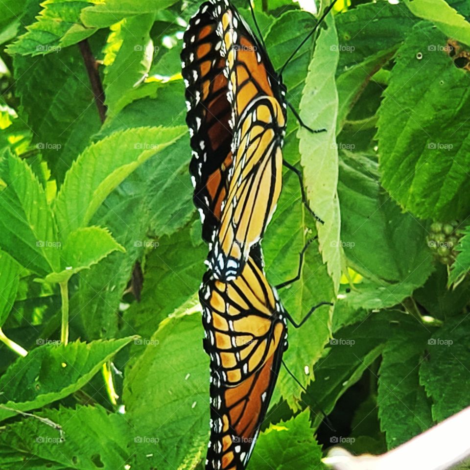 mating butterflies