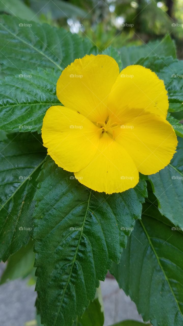 sunshine yellow morning flower