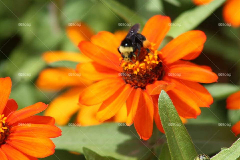 Bee on flower. Bee on orange flower 