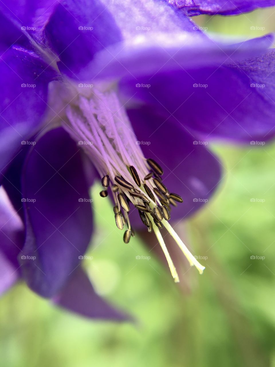 Purple garden flower, stamen, macro 