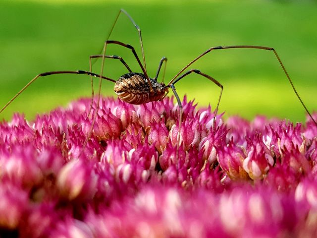 Spider on flower