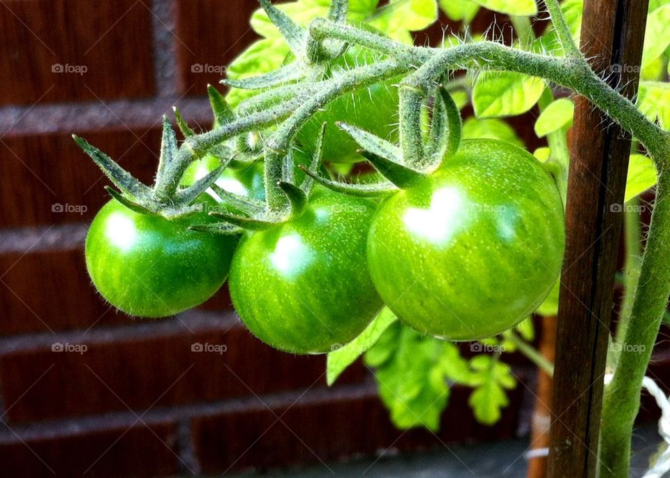 Plant with growing green tomatoes.