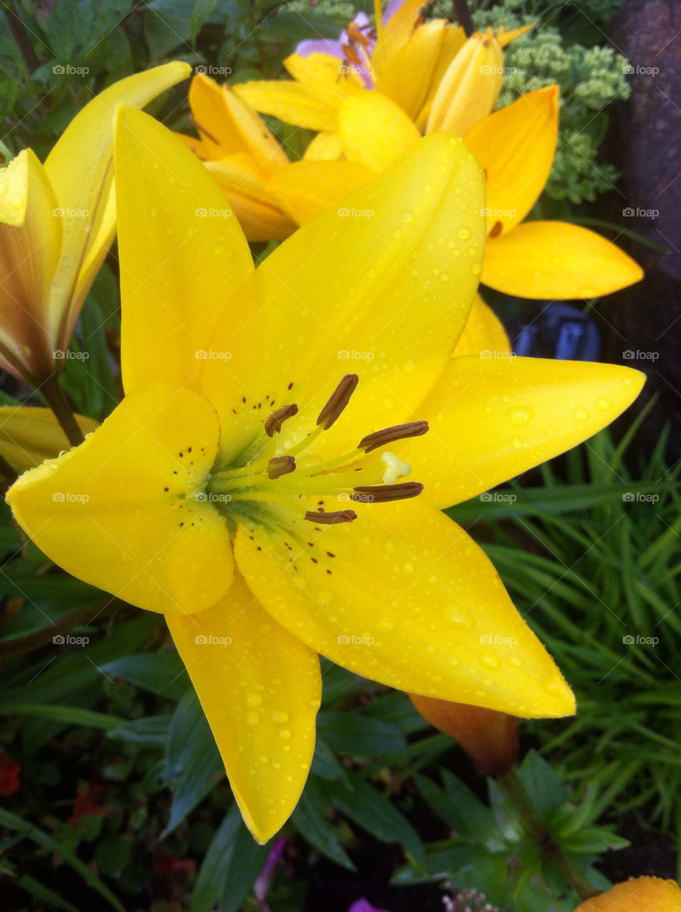 sweden garden flower blomma by goransv