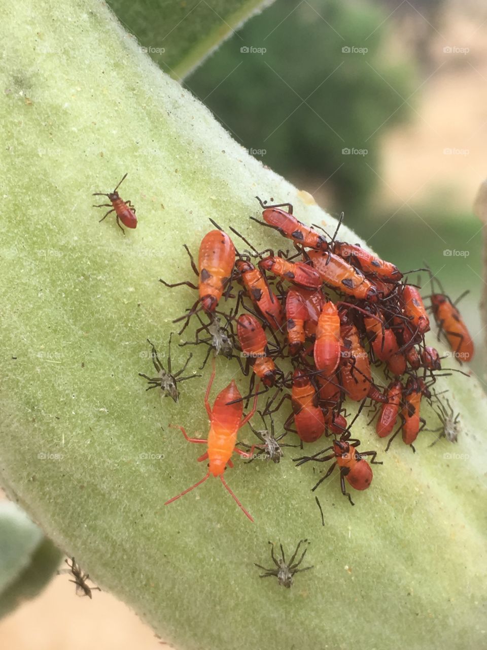 So many little red bugs 