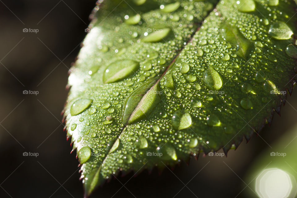 after rain concept.  green leaf and rain drops,  close up