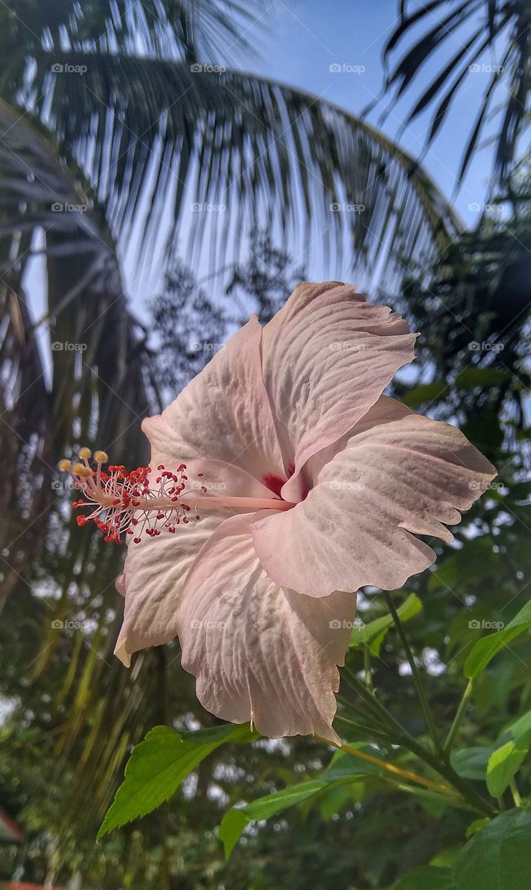 Hibiscus Flower