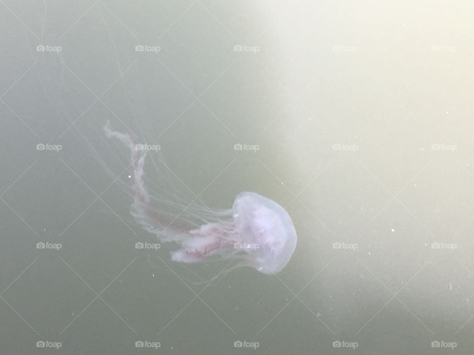 Jellyfish 