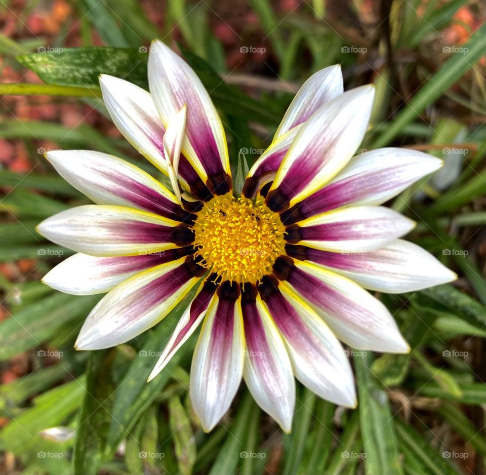 GANZÂNIAS - 🌹 🇺🇸 Very beautiful flowers to brighten our day.  Live nature and its beauty. Did you like the delicate petals? / 🇧🇷 Flores muito bonitas para alegrar nosso dia. Viva a natureza e sua beleza. Gostaram das pétalas delicadas? 