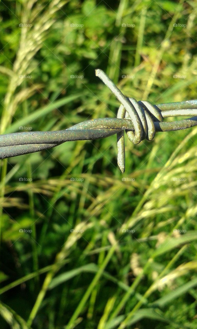 barbed wired