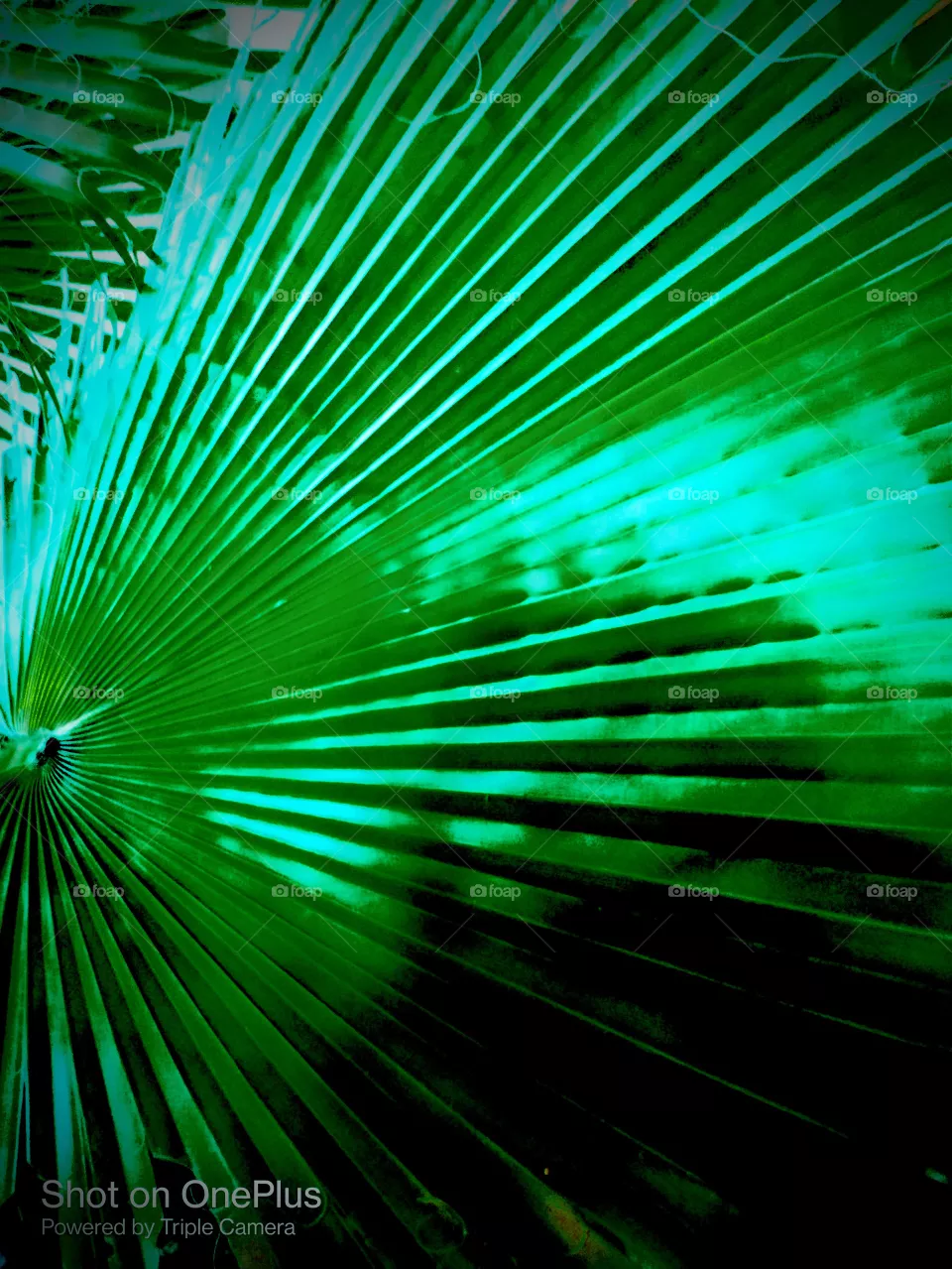Portrait of plant