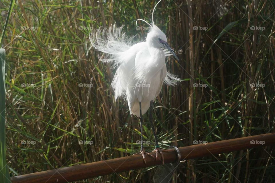 Bird#pose#white#nature