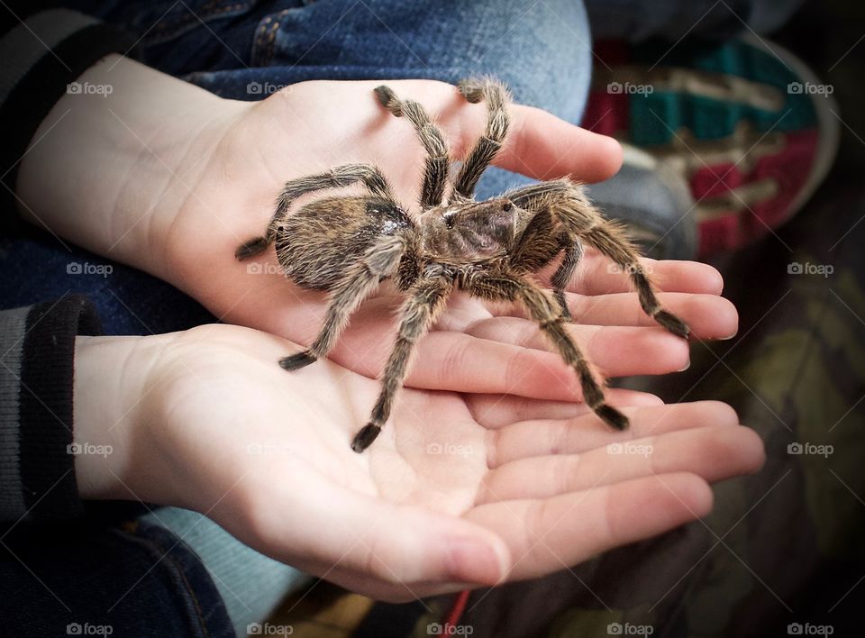 Spider Hands