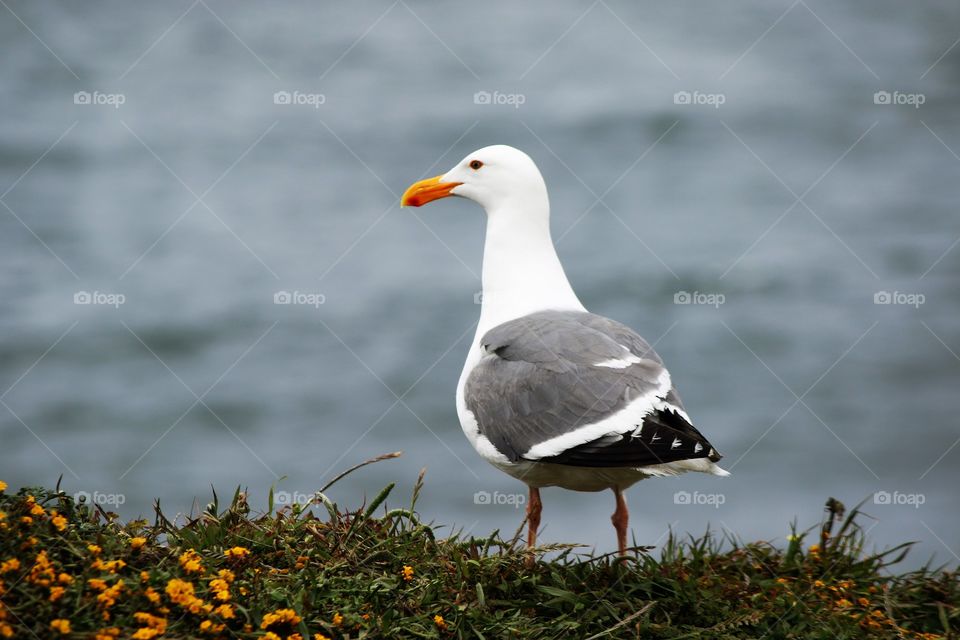Seagull :)