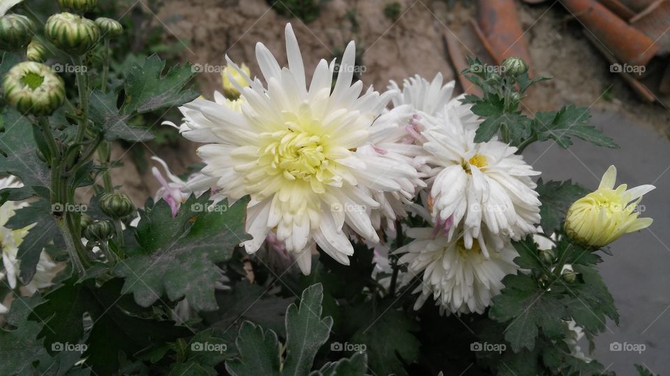 A beautiful scene of white flowers in the garden.