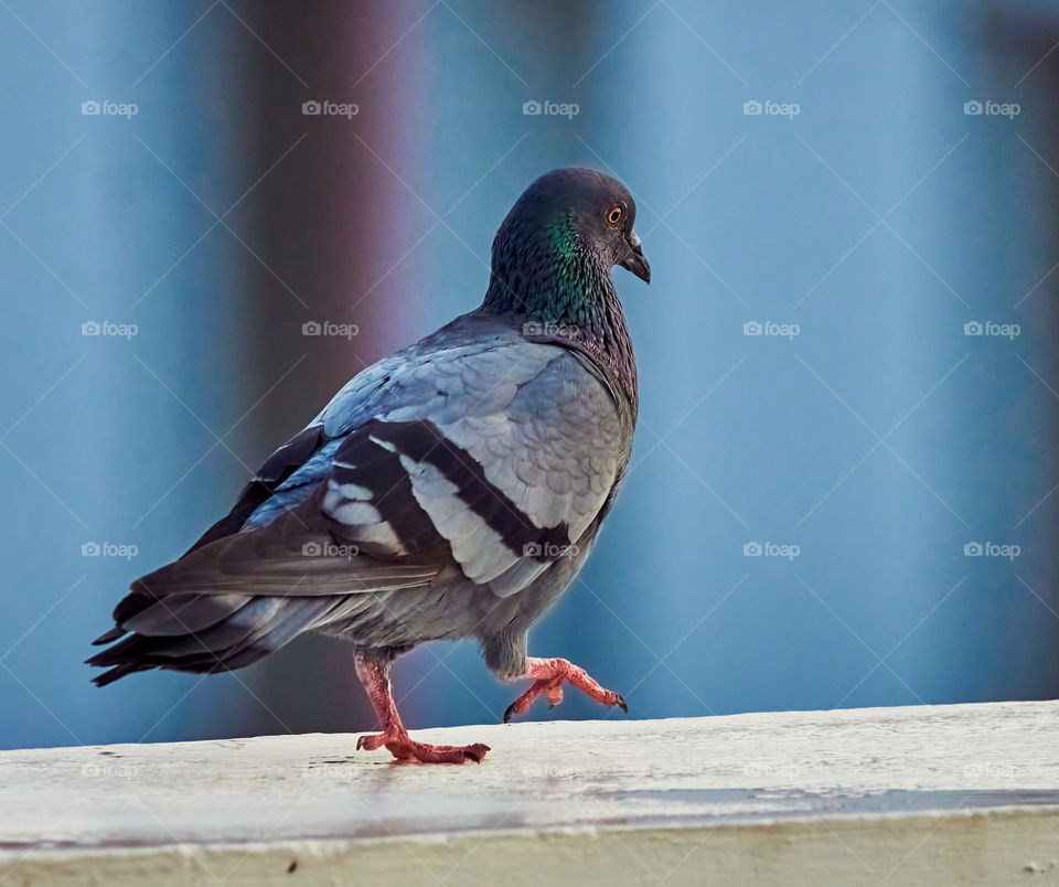 Bird photography  - Dove