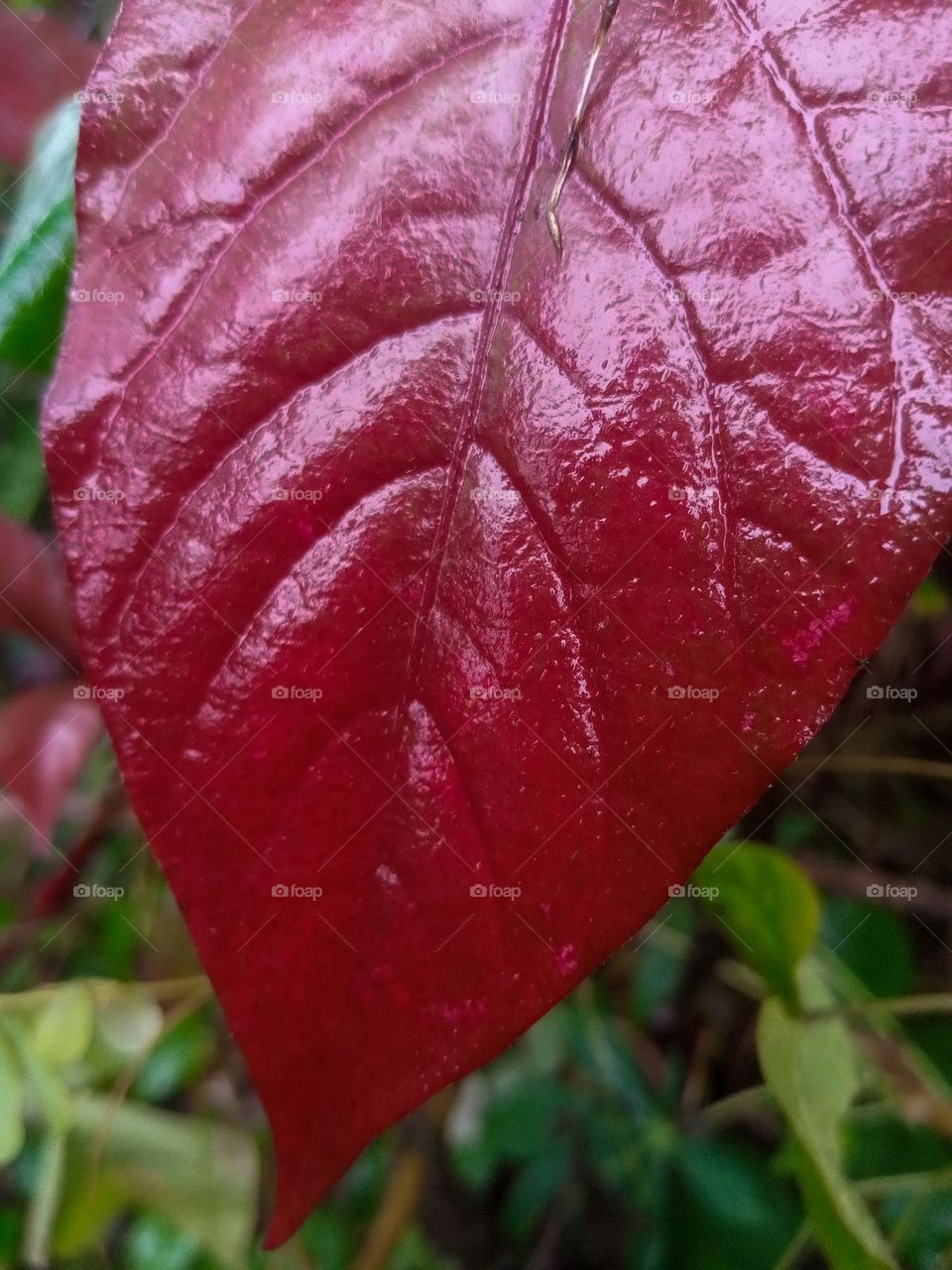 Red plant
