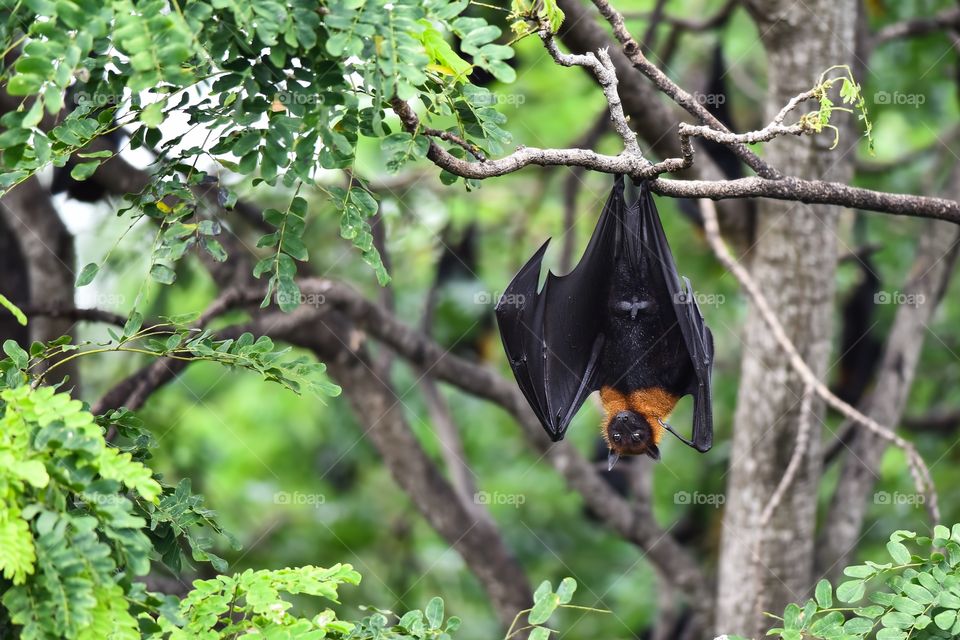 Flying foxes in nature park 